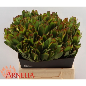 Leucadendron Safari Goldstrike (green)