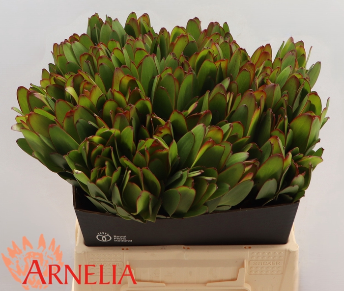 <h4>Leucadendron Safari Goldstrike (green)</h4>