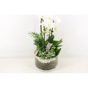 arr2 PL - Glas cilinder phal. wit