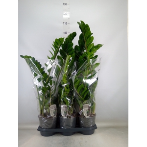 Zamioculcas zamiifolia