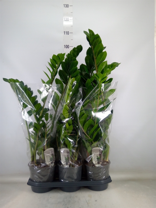 <h4>Zamioculcas zamiifolia</h4>