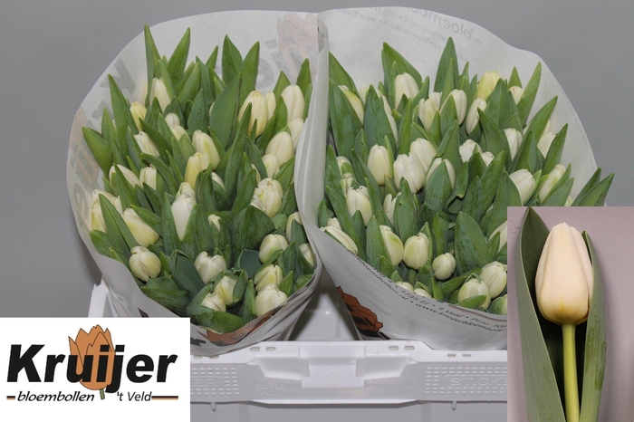 <h4>TU EN ANTARCTICA</h4>