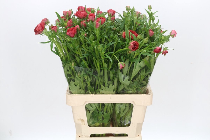 <h4>Ranunculus Butterfly Musa</h4>