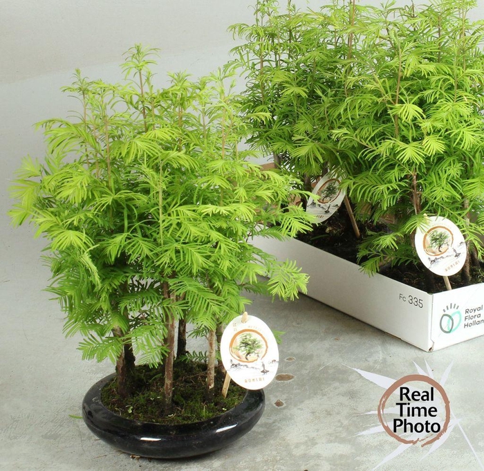 <h4>.Bonsai overig</h4>