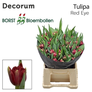 Tulipa do red eye