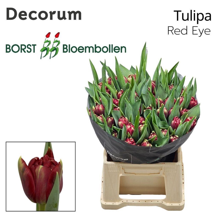 <h4>Tulipa do red eye</h4>