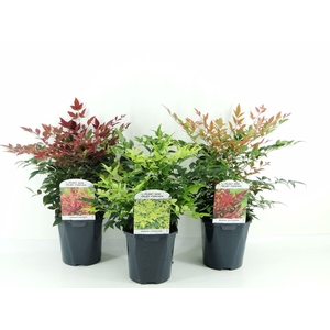 Nandina domestica