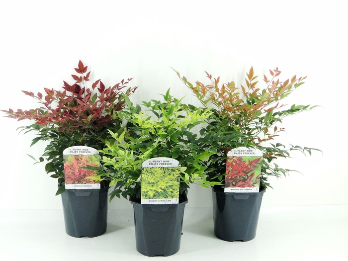 <h4>Nandina domestica</h4>