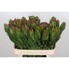 Leucadendron Goldstrike