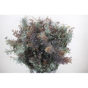 Mimosa Baleana P Bunch