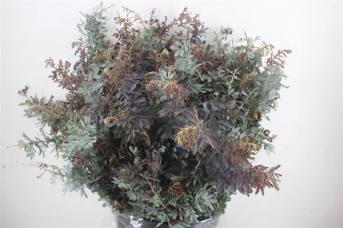 <h4>Mimosa Baleana P Bunch</h4>