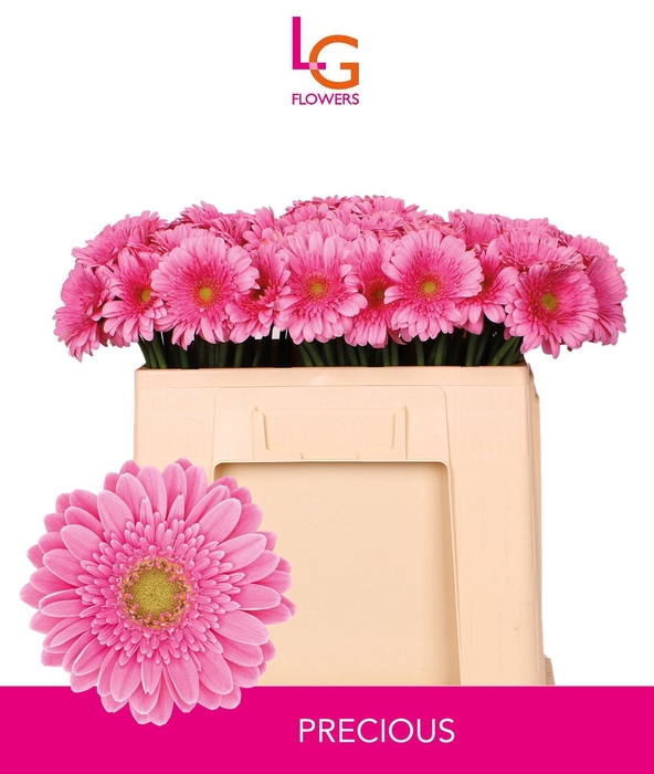 <h4>GERMINI PRECIOUS</h4>