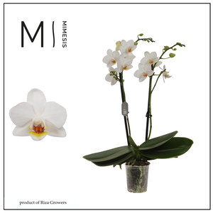 Phalaenopsis Bern 2 spike – 7cm | Mimesis