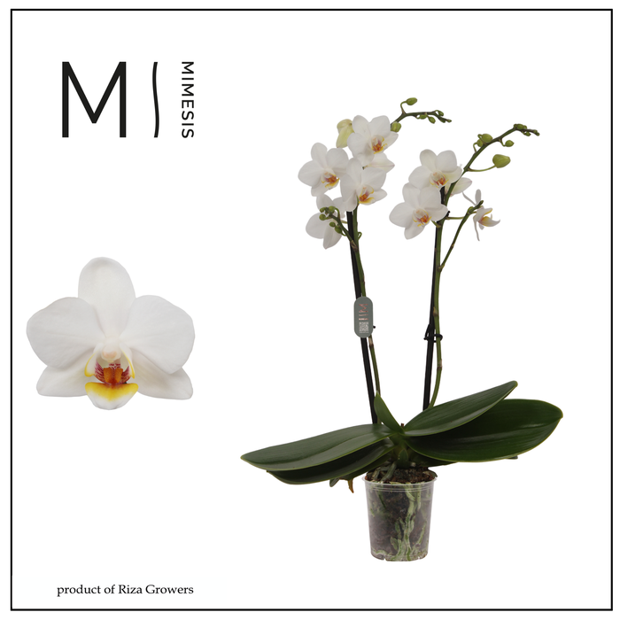 <h4>Phalaenopsis Bern 2 spike – 7cm | Mimesis</h4>