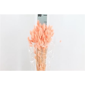 Dried Lagurus Bleached Peacht Bs