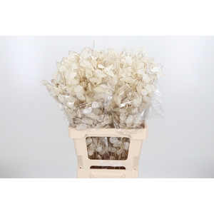Lunaria