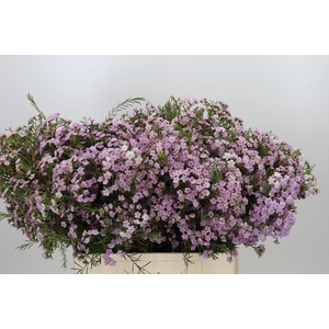 Chamelaucium Dancing Queen