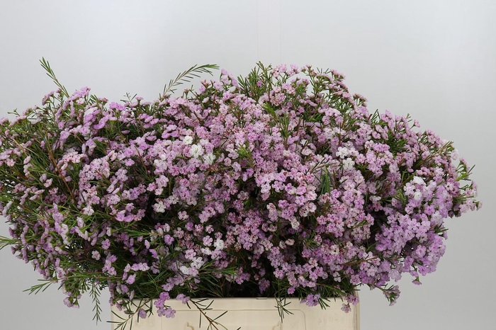 <h4>Chamelaucium Dancing Queen</h4>