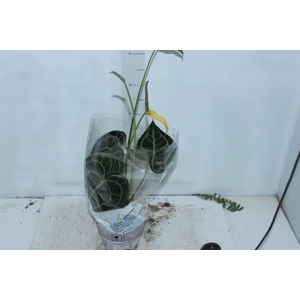 ANTHURIUM CLARINERVIUM P14