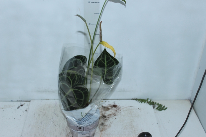 <h4>ANTHURIUM CLARINERVIUM P14</h4>