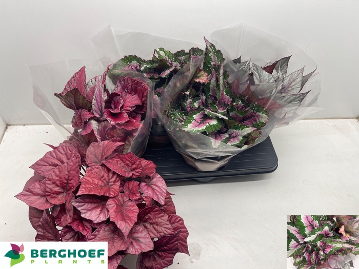 <h4>BEG BEL GEM</h4>