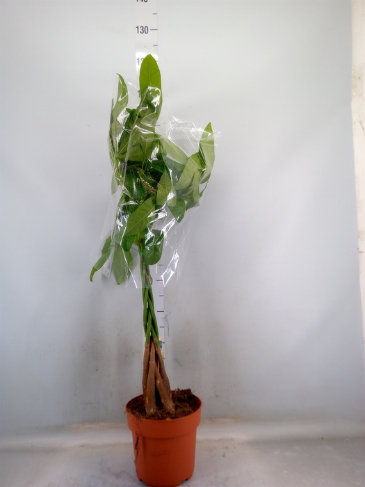 <h4>Pachira aquatica</h4>