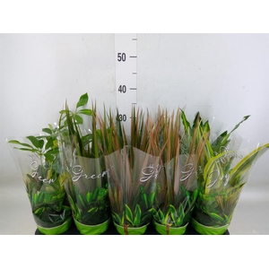 Planten Groen   ...mix  6