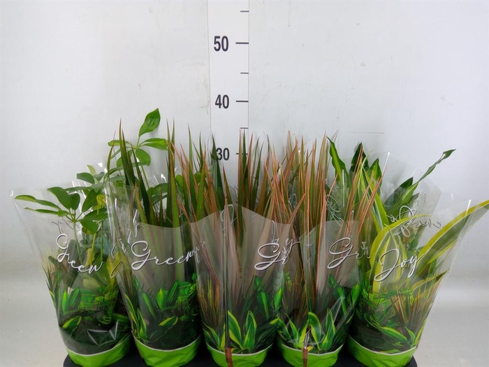 <h4>Planten Groen   ...mix  6</h4>