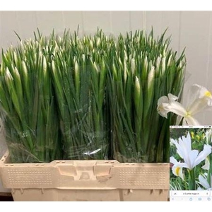 Iris White Magic