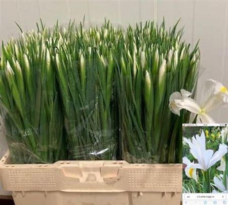 <h4>Iris White Magic</h4>
