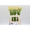 Agapanthus Gletsjer
