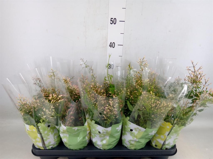 <h4>Jasminum polyanthum</h4>