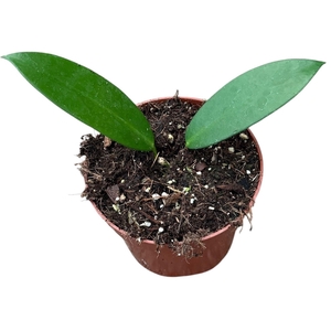 Hoya
