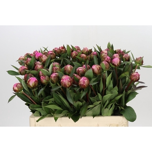 Paeonia Dr A Fleming