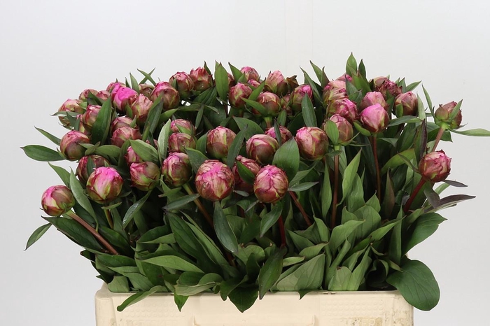 <h4>Paeonia Dr A Fleming</h4>