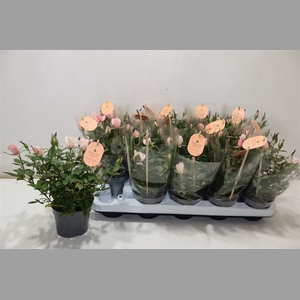 Ro Rosaroma Pink
