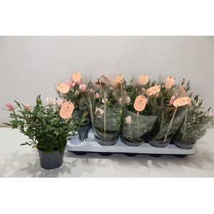 Ro Rosaroma Pink