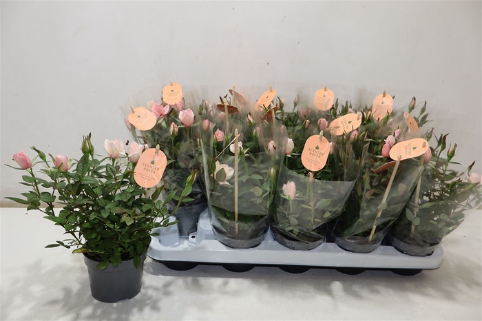 <h4>Ro Rosaroma Pink</h4>