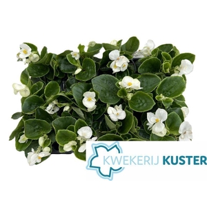 Begonia semperflorens