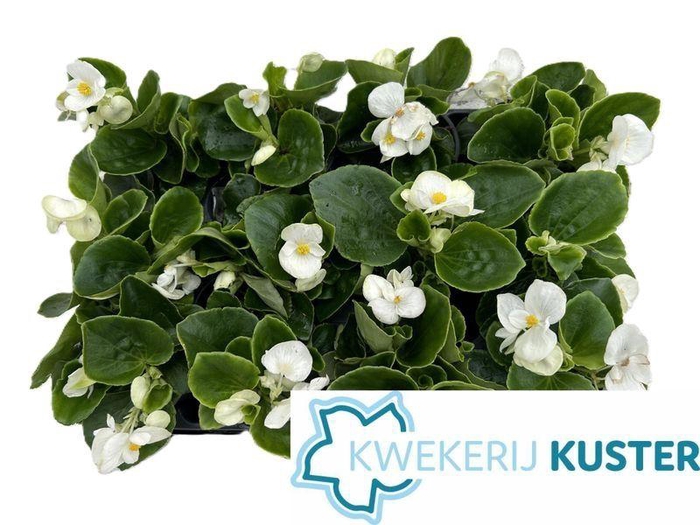 <h4>Begonia semperflorens</h4>
