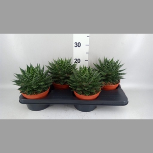 Gasteria  'Mufasa'