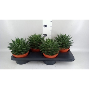Gasteria  'Mufasa'
