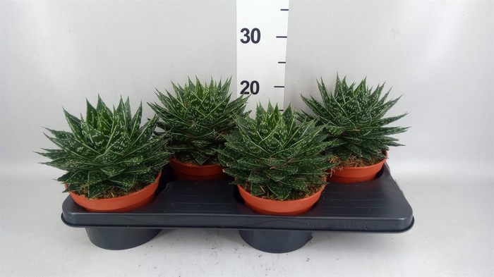 <h4>Gasteria  'Mufasa'</h4>