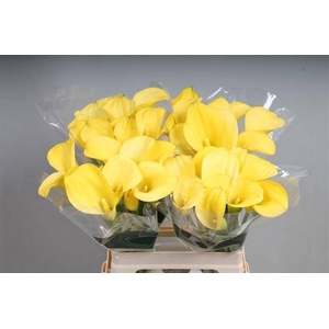 Calla Goldcup Kallaland