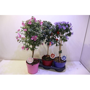 Ov Kuipplant Op Stam