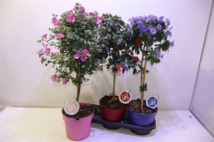 <h4>Ov Kuipplant Op Stam</h4>