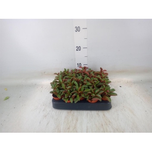 Peperomia graveolens