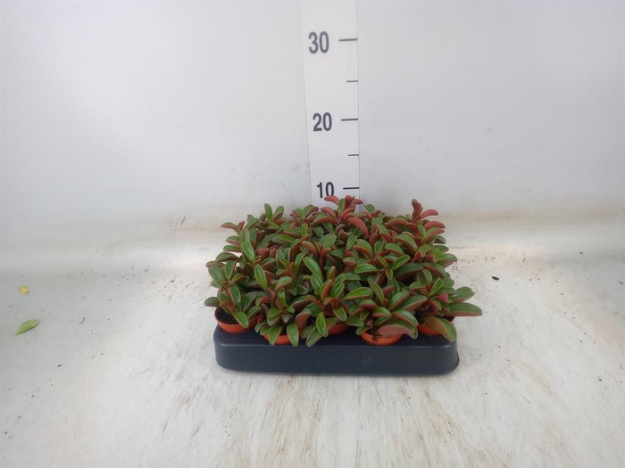 <h4>Peperomia graveolens</h4>