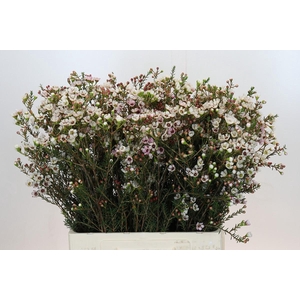 Chamelaucium Tal White