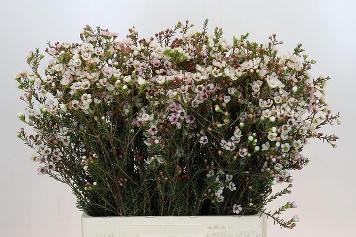 <h4>Chamelaucium Tal White</h4>